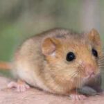 In 1902, edible dormice were released at an English estate; by 2018 Britain had an estimated 23,000, and the government now pays £40 per hectare a year to control damage to trees, crops and nesting birds