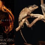 ‘Dracarys’: New ‘dragon’ species named after House of the Dragon’s Syrax discovered in Thailand