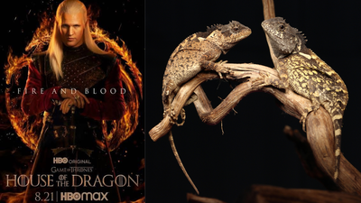 ‘Dracarys’: New ‘dragon’ species named after House of the Dragon’s Syrax discovered in Thailand