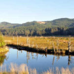 Oregon's Siletz Bay is restoring 37 acres of tidal wetland this summer, digging new channels where more than a century of diking turned marsh into pasture