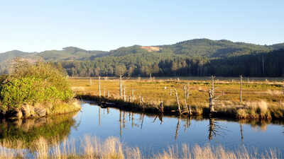 Oregon's Siletz Bay is restoring 37 acres of tidal wetland this summer, digging new channels where more than a century of diking turned marsh into pasture