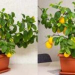 Dwarf Lemon Trees: Small space, big harvest: Why every home needs a dwarf lemon tree