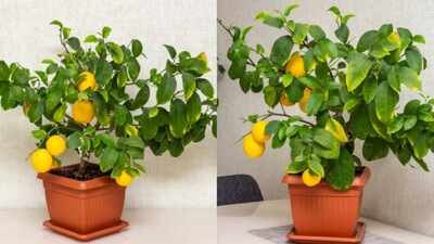 Dwarf Lemon Trees: Small space, big harvest: Why every home needs a dwarf lemon tree