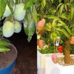 Growing a mango tree in a pot? These 5 steps can get you to harvest faster |
