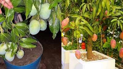 Growing a mango tree in a pot? These 5 steps can get you to harvest faster |