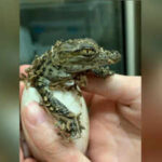 France heatwave: 10 Nile crocodiles hatch on their own for the first time