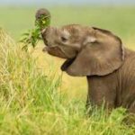 Once plagued by elephant raids, this Assam village now grows grass and fruits for wild herds; why Hatikhuli is becoming a unique destination for conservation tourism