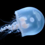 In 1991, NASA sent jellyfish into space, but many struggled to swim properly after returning to Earth