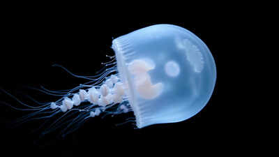 In 1991, NASA sent jellyfish into space, but many struggled to swim properly after returning to Earth