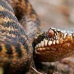 Adder Snake: How to identify the European Adder snake: Key features explained