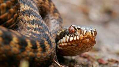 Adder Snake: How to identify the European Adder snake: Key features explained