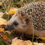 In 1885, New Zealand released European hedgehogs as garden pest killers; 140 years later, DOC calls them a major threat to native wildlife and one can empty an endangered tern colony of nesting birds