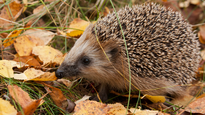 In 1885, New Zealand released European hedgehogs as garden pest killers; 140 years later, DOC calls them a major threat to native wildlife and one can empty an endangered tern colony of nesting birds