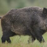 European wild boars escaped a North Carolina hunting ranch in 1912; a century later the Smokies still removes hundreds each year to limit their damage