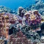 Every winter, more than 100,000 cuttlefish gather in Australia in a mating period that is the only one in the world; but in 2026, fewer than 10 arrived and scientists are trying to figure out why
