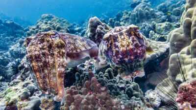 Every winter, more than 100,000 cuttlefish gather in Australia in a mating period that is the only one in the world; but in 2026, fewer than 10 arrived and scientists are trying to figure out why