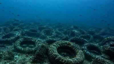 Florida dumped millions of tyres into the ocean to build a reef. More than 50 years later, it is still cleaning them up