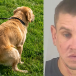 Florida man arrested after throwing dog poop at neighbour over uncleared mess and threatening him with a child’s scooter