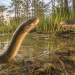 Florida’s Everglades face new threat as an invasive Asian swamp eel wipes out local crayfish and frogs and could be more destructive than the Burmese python