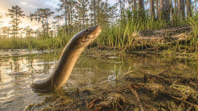 Florida’s Everglades face new threat as an invasive Asian swamp eel wipes out local crayfish and frogs and could be more destructive than the Burmese python