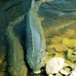 For decades, scientists estimated lake sturgeon lived for 150 years. New evidence suggests some Great Lakes fish may reach more than 400 years