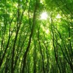 Scientists tracked global forest photosynthesis for 20 years and found species-rich forests improved faster; biodiversity loss could reduce the trend by up to 17% by 2050