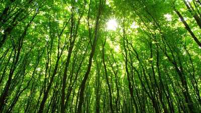 Scientists tracked global forest photosynthesis for 20 years and found species-rich forests improved faster; biodiversity loss could reduce the trend by up to 17% by 2050