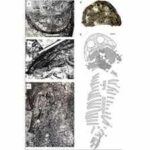 In 1948, scientists left a giant fossil on an Arctic island because they could not carry it; 78 years later it became a record-size new predator