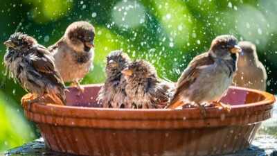 DIY garden birdbath: 5 easy ideas using old household items |