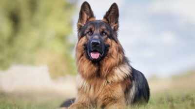 Is this hugely popular breed really built for our climate?