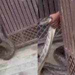 Giant python tries to enter Meerut house, man grabs the massive snake as villagers