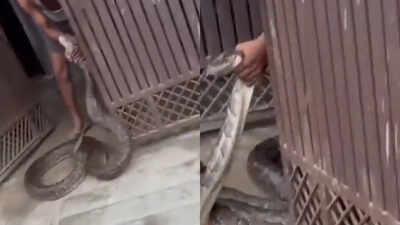 Giant python tries to enter Meerut house, man grabs the massive snake as villagers