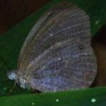 Butterflies are changing where they live across the planet, with climate and extreme weather driving most documented shifts