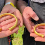 A British metal detectorist thought he'd found a bull's nose ring; it was actually a Bronze Age gold bracelet, and then two more appeared