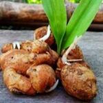 Ginger Growing Guide: How to grow your own fresh ginger at home: A step-by-step beginner’s guide
