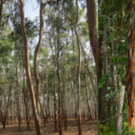 Hawaii’s 34,000 acres of managed eucalyptus plantations could become a local source of lumber for homes and infrastructure