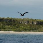 In 2011, conservationists dropped 75 tonnes of poisoned bait on Henderson Island; only about 60–80 rats survived, but within two years their population was back to roughly two-thirds of its former level