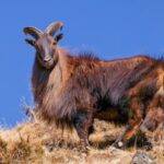 A British duke sent six Himalayan tahr to New Zealand in 1904; five survived the voyage, and their descendants later grew into tens of thousands that now damage fragile alpine ecosystems