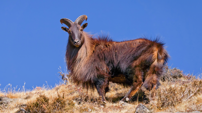 A British duke sent six Himalayan tahr to New Zealand in 1904; five survived the voyage, and their descendants later grew into tens of thousands that now damage fragile alpine ecosystems