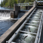 How an eel elevator on Maine's Penobscot River helped restore millions of fish and brought humpback whales back