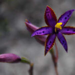 In 2021, Australian scientists cloned one seed of the Queen of Sheba orchid. Five years later, it produced 1,000 plants and its first flower