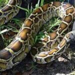 When a district in Florida's Everglades used robot rabbits to eliminate its ever-growing population of Burmese pythons