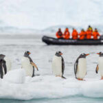 A 14-kilometre iceberg cut off food supply to an Antarctic penguin colony, and chick numbers dropped by 69% in one breeding season