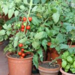 How to grow a pizza garden on your balcony: 6 vegetables to grow in pots at home