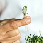 How to grow microgreens: A beginner's guide to India's easiest superfood garden