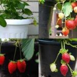 How to grow strawberry: 5 kitchen scraps, peels that provide good nutrients |