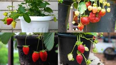 How to grow strawberry: 5 kitchen scraps, peels that provide good nutrients |