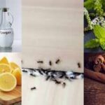 How to protect your home from ants using simple natural ingredients