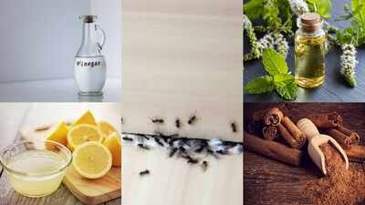How to protect your home from ants using simple natural ingredients