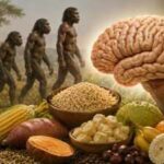 Human brain evolution may have depended on sugars and carbohydrates, not just meat; new study finds